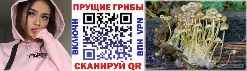 Псилоцибиновые грибы мицелий  где можно купить   Красный Холм 